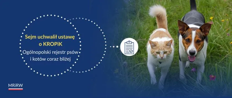 Koszty czipowania pupili